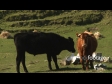 Cows 3 1634